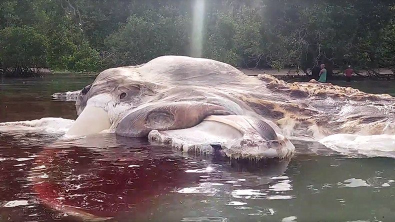 Monster carcass origins cause utter confusion in Indonesia (VIDEO & PHOTOS)