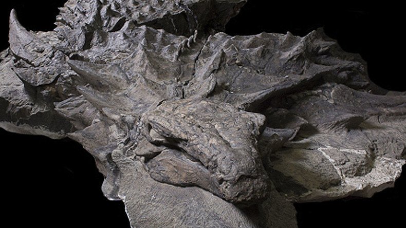 ‘Sleeping dragon’ fossil the best preserved armored dinosaur ever found (PHOTO)