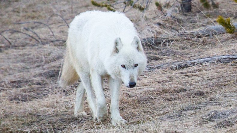 $10,000 reward offered for white wolf killer in Yellowstone Park
