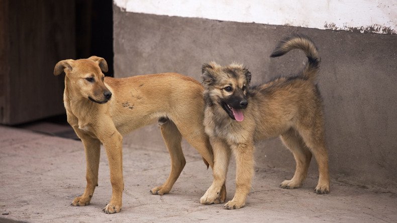 Stray dog ate infant’s corpse in India while onlookers filmed gory carnage – reports