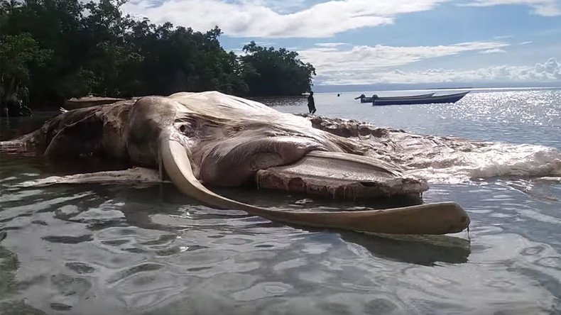 Enormous ‘sea monster’ washed up on Indonesian coast identified by experts