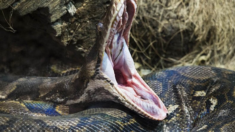 Florida's python hunters catch a monster in the Everglades (VIDEOS, PHOTOS)