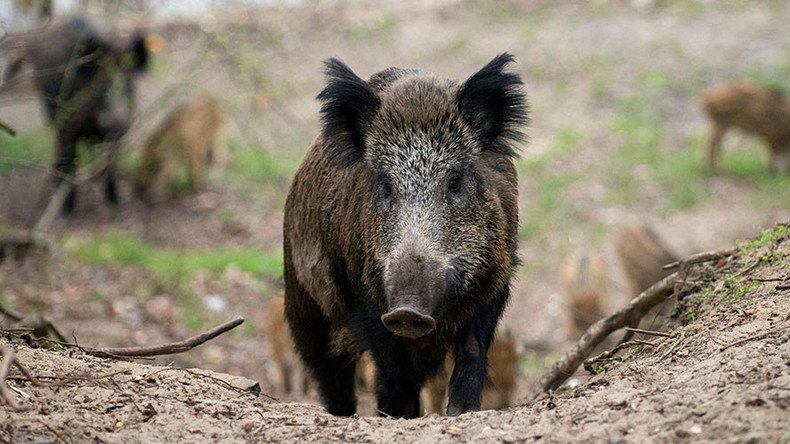 British diplomat chased by ‘massive’ wild boar in Austria