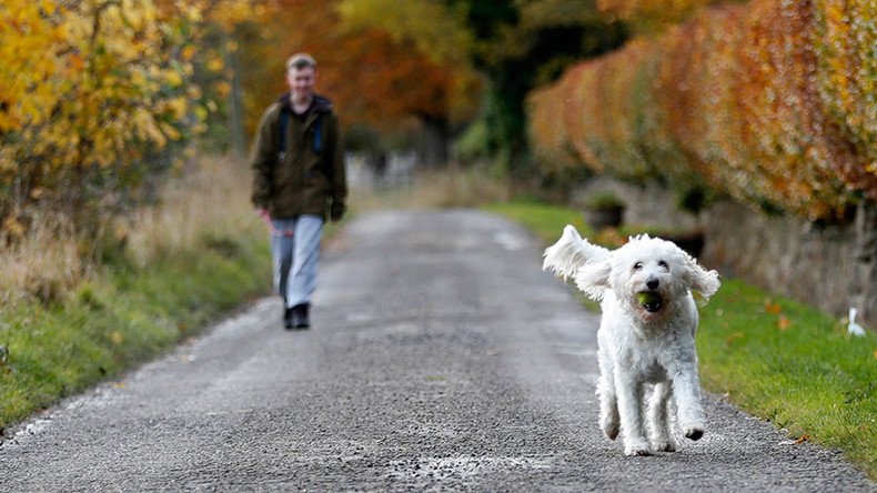 Barking mad? Dogs can ‘talk’ to humans – study