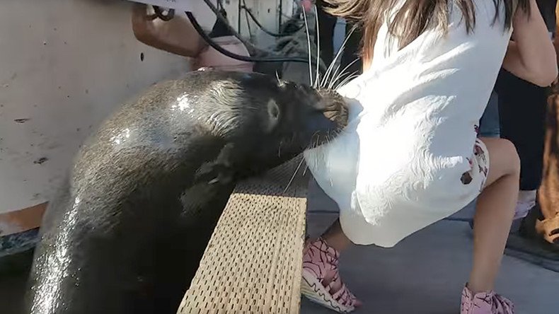 Girl rescued from Canadian harbor after sea lion yanks her underwater (VIDEO)