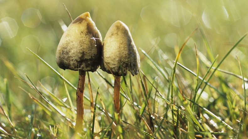 Magic mushrooms are ‘safest drugs’ compared to LSD, ecstasy & cocaine – study