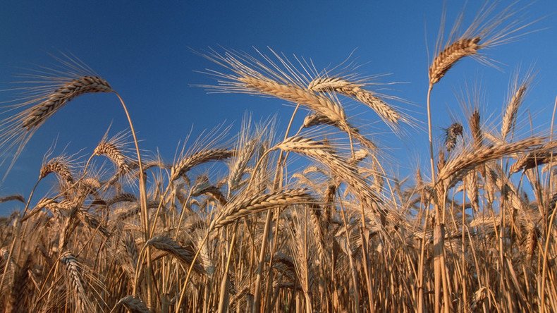 Turkey imposes new restrictions on Russian wheat imports