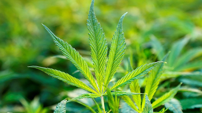 Cannabis extract dramatically cuts seizures in rare fatal form of child epilepsy – study 