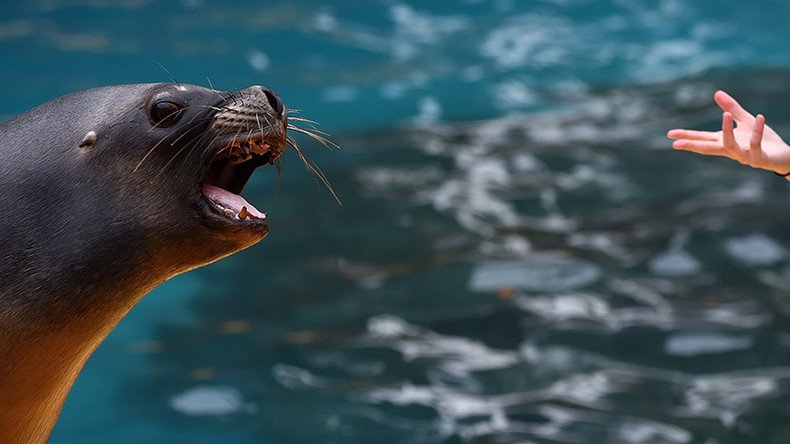 Girl attacked by sea lion in viral video at risk of rare ‘Seal finger’ infection