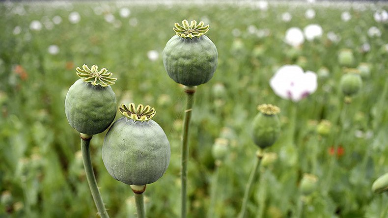 opium poppy field
