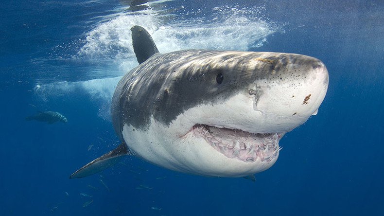 Gonna need a bigger boat: 9ft great white shark leaps into fisherman’s ...