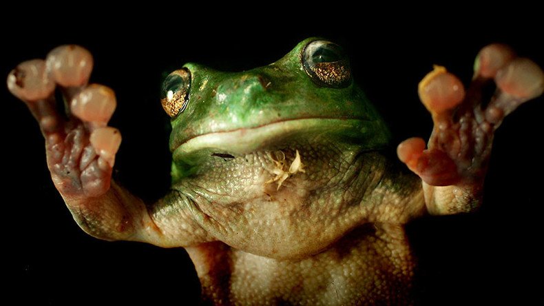 Rare frog’s ‘exposed heart’ makes scientists skip a beat (VIDEO)