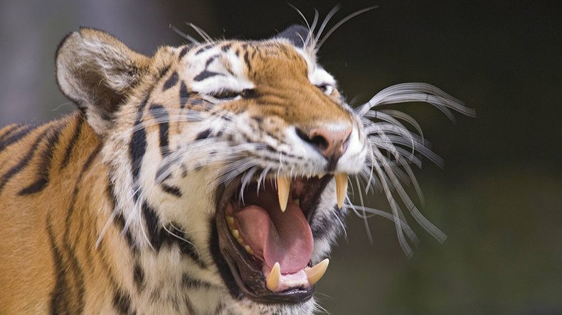 Death of zookeeper mauled by tiger will be investigated by police 