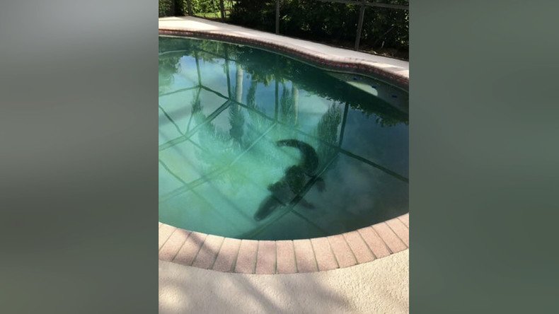 Resisting arrest: Thrashing alligator dragged from Florida swimming pool (VIDEO)