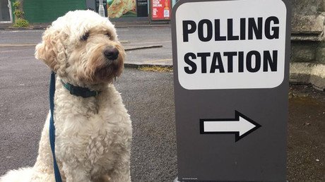 #DogsAtPollingStations: Britain’s favorite election day tradition returns 
