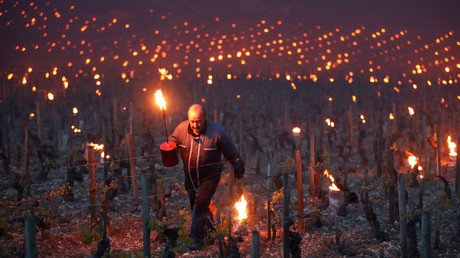 Vineyards in France suffer biggest loss in decades