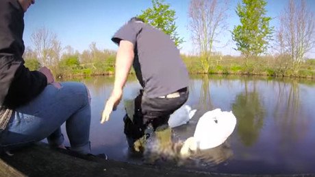 Animal rescuer tackles swan in daring fishhook rescue (VIDEO)