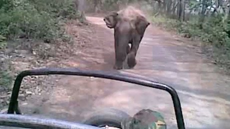Rampaging elephant chases down tourists in Indian national park (VIDEO)