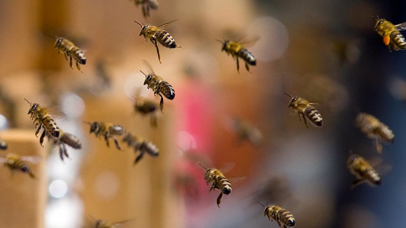 Swarm of bees shuts down New York midtown street