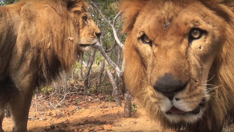 Lions rescued from circuses found mutilated in big cat sanctuary