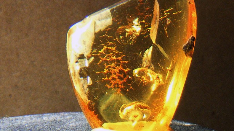 99 million yo toothed bird found near-perfectly preserved in amber (PHOTOS)