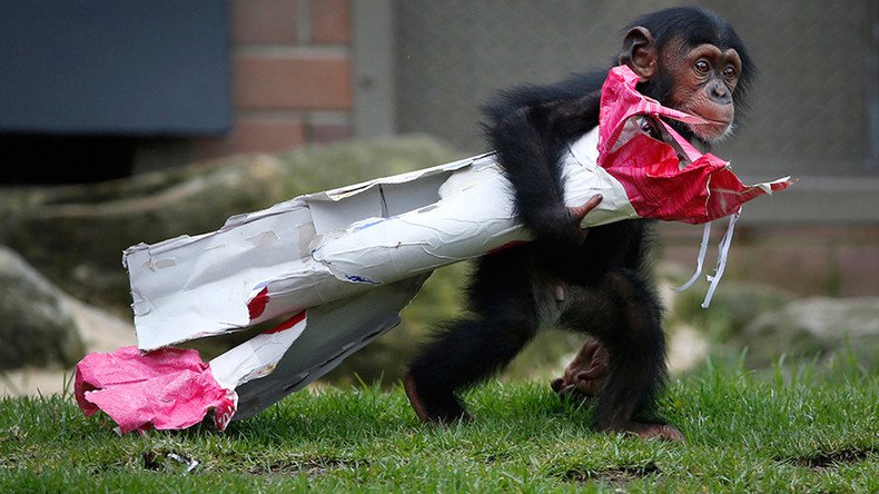 Monkey Trial: Chimpanzees aren't people, New York court says