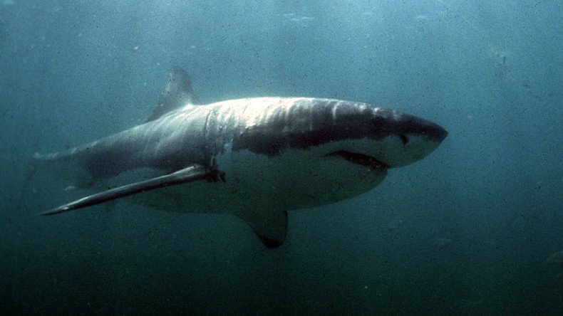 'Fin was half the size of his board’: Great White knocks man off bodyboard 