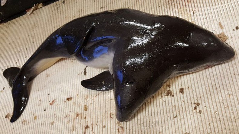 'World’s first': 2-headed porpoise caught off coast of the Netherlands (PHOTOS)