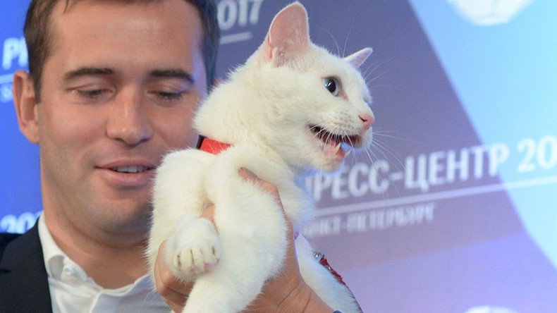 Meet Achilles the Cat, deaf 'animal psychic' who will predict 2017 Confed Cup results