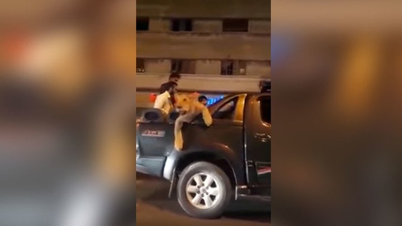 Man arrested for ‘parading’ pet lioness through Karachi streets (VIDEO)
