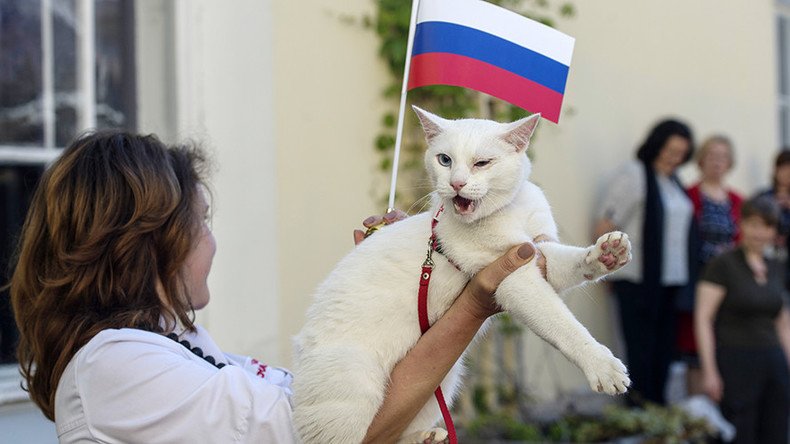 Confed Cup oracle cat forecasts Russian win in game with Kiwis (VIDEO)