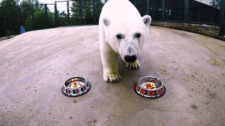 Rescued polar bear 'with 6th sense’ joins Hermitage cat in predicting Confed & World Cup results