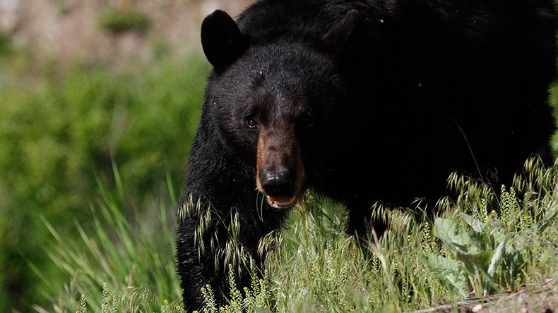 16yo texted mother moments before being mauled to death by black bear in Alaska