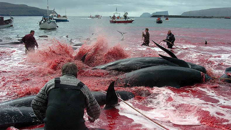 Faroe Islanders slaughter whales by hand in annual hunt (GRAPHIC PHOTOS, VIDEO)