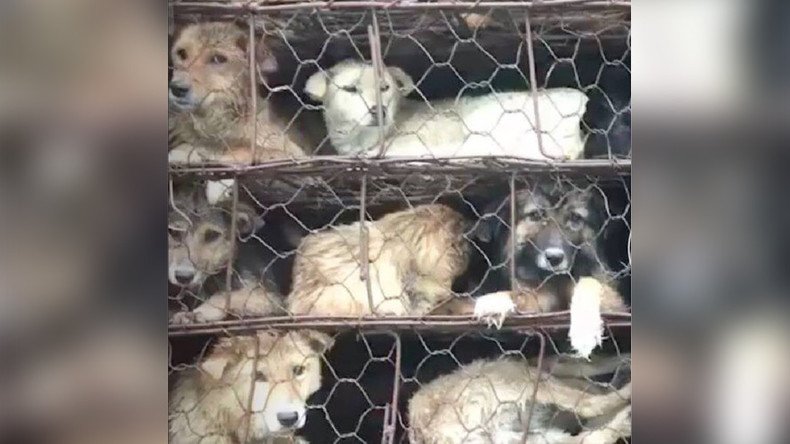Activists clash with traders as Chinese Dog Meat Festival gets underway (VIDEOS) 