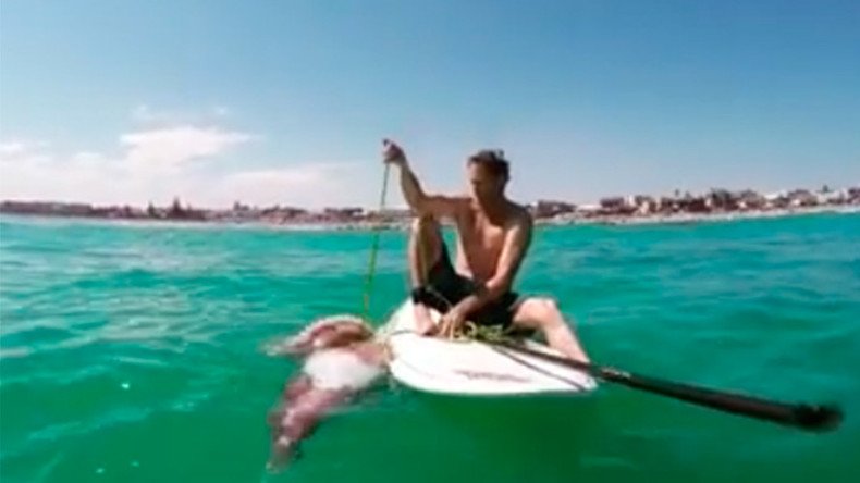 Giant squid wraps tentacles around paddleboard, knocks beachgoer into water (VIDEO)