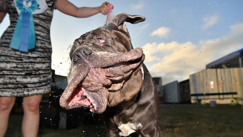 Droopy Mastiff crowned 2017 world’s ugliest dog (PHOTOS, VIDEO)
