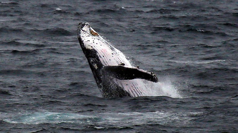 Breathtaking footage captures moment humpback whale took NJ fisherman by surprise (VIDEOS)