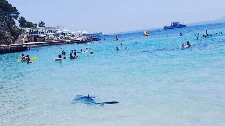 Tourist trap: 8ft blue shark terrifies holidaymakers in Mallorca (VIDEOS)