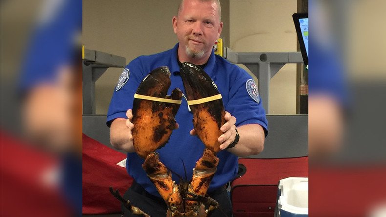 Packed lunch: Massive, live 20lb lobster discovered in luggage (PHOTO) 