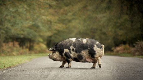 Escaped pigs bring traffic to a standstill on busy British motorway (PHOTOS, VIDEOS)