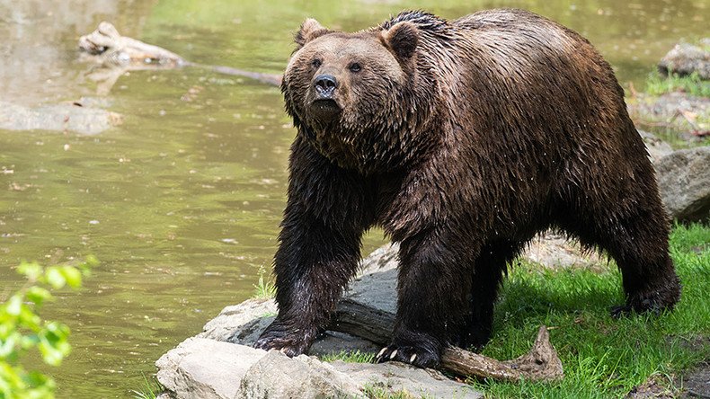 Shotgun-toting 11yo boy blasts attacking bear to save family in Alaska