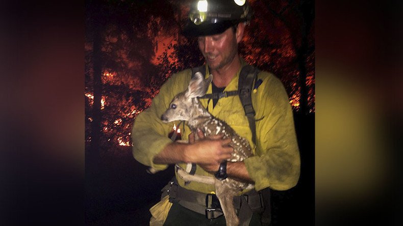Wildfire rescue: Firefighters save baby deer from certain death (VIDEOS, PHOTOS)