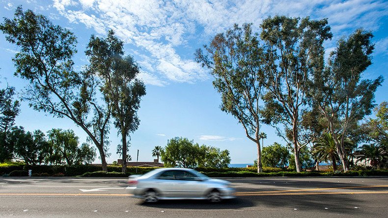 250,000 Americans, 500 groups reject genetically-modified eucalyptus trees