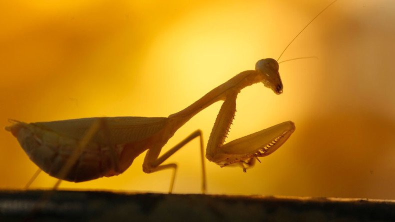 Praying mantises devour birds they killed & mate at the same time – study