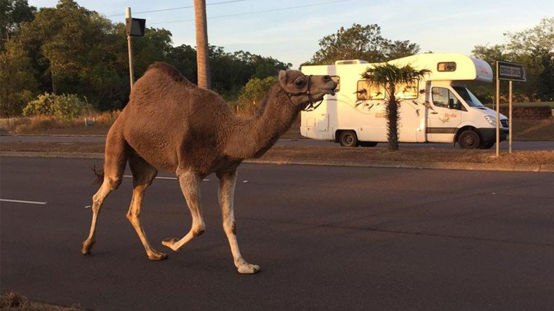 Runaway camel deserts circus, leads cops in low-speed pursuit (PHOTOS)