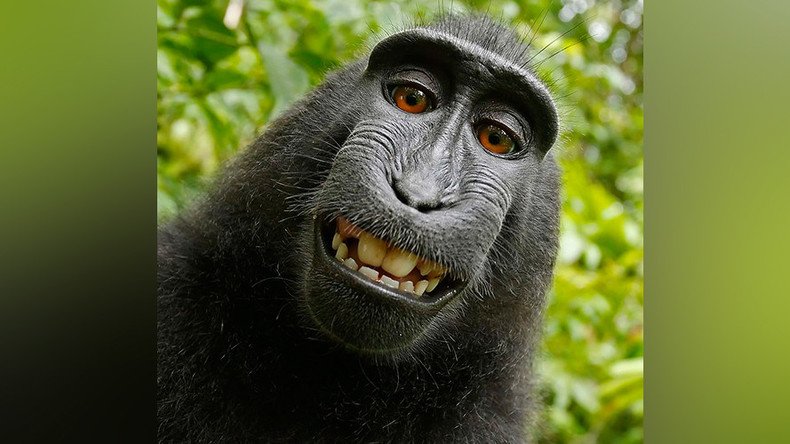 Selfie-loving monkey back at center of copyright court battle