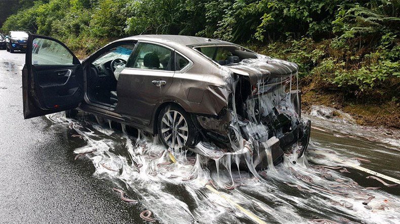 Eels on wheels: Oregon highway & cars get slimed after 4 tons of eels spill out of truck
