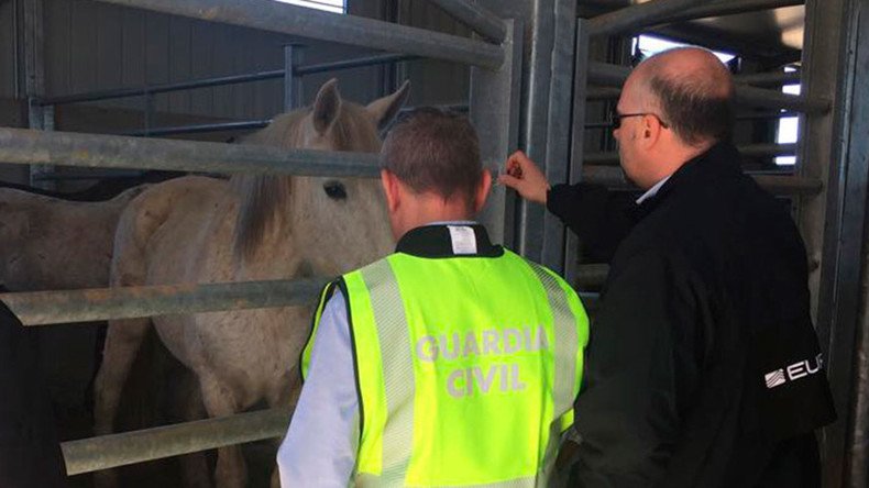 ‘Not suitable for consumption’: Spanish police rein in illegal horse meat traders 