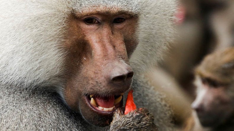 Baboon blackout: Problematic primate causes massive power cut in Zambian town